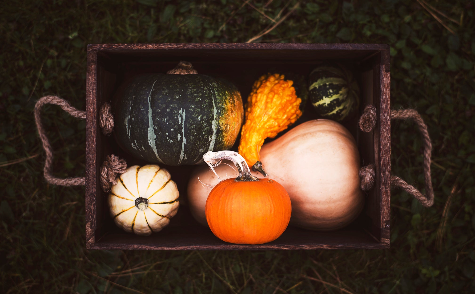 Premium Seeds • Gardening Tools • Farm Supplies